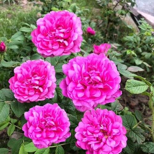 玫瑰大马士革多季浓香平阴月季大苗盆栽带花阳台时令草本花卉