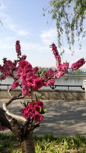 北京的春天赏花