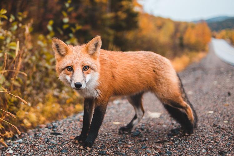 狐狸,动物,橙色和自然