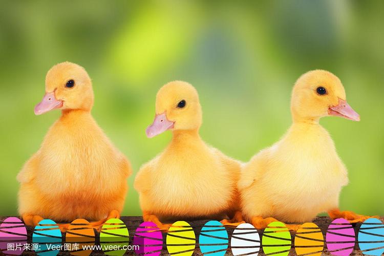 三只带着复活节蛋的可爱小鸭子