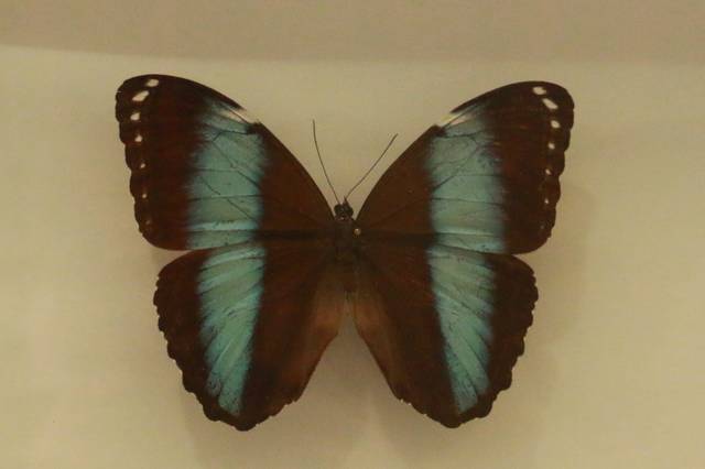 巴西国蝶——欢乐女神蝶(雄) 该蝶主要分布在亚马逊流域,是世界上最美
