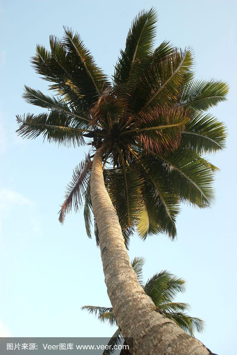棕榈树,棕树之王,垂直画幅,在下面,天空