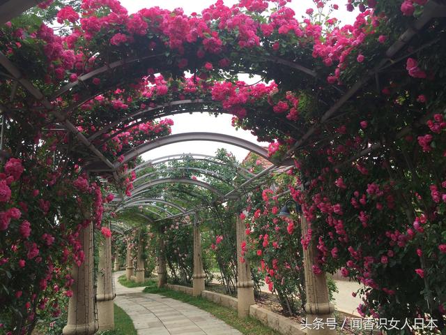 穿越日本最长玫瑰时光隧道长廊感受玫瑰的温馨浪漫