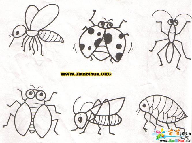 昆虫生物简笔画共5张第2张