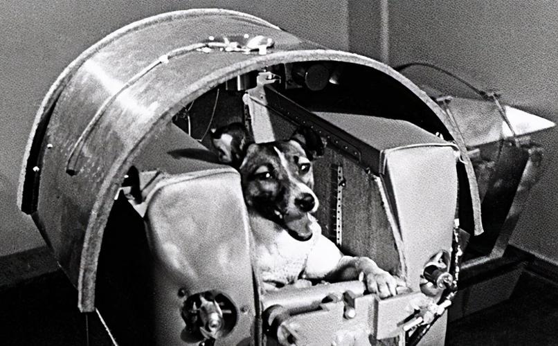 第一只进入太空的狗,升空前就知道回不来,死亡真相被隐瞒了45年