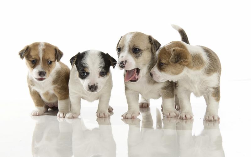 四只小狗,白色背景 壁纸 - 2560x1600