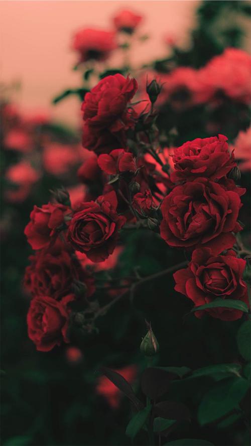 冷艳玫瑰,高清图片,手机壁纸