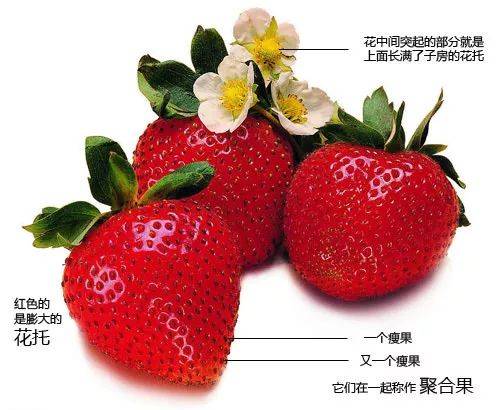 【资讯】你所期盼的闵行小可爱草莓即将上市!