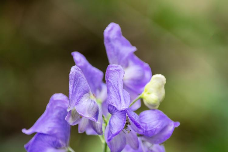 乌头花很漂亮,它开着紫色的花,神秘高贵的色彩荡漾在风中,小茎初生时
