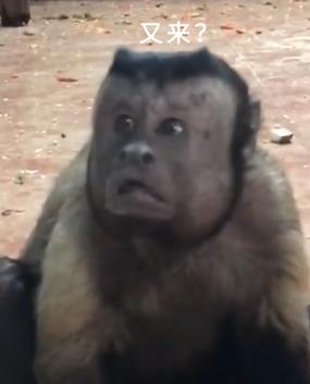 方脸的猴子长得太像人,快被它笑死