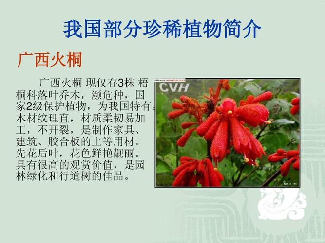 中国珍稀动植物ppt