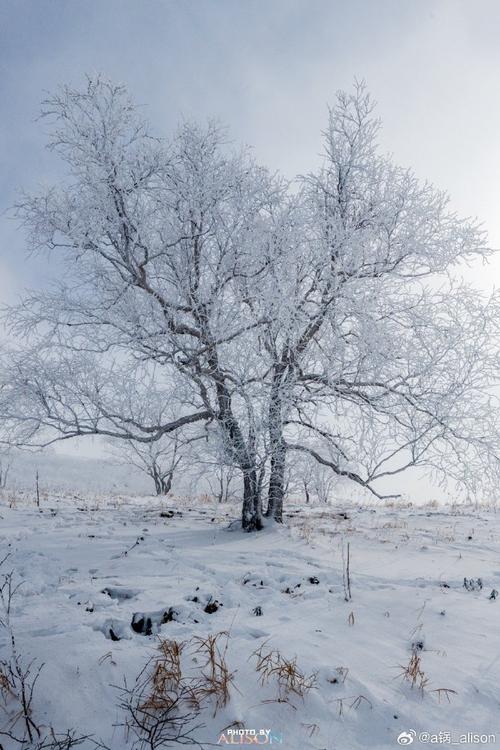 记录旅行##100张年度旅行照片#寒潮来袭,你的家乡下雪了吗?