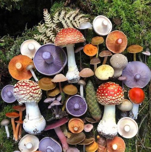 9696蘑菇的毒如何判定:看生长地带:可食用的无毒蘑菇多生长在清洁