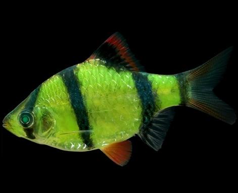 植入了绿色荧光基因的虎皮鱼丨来源:glofish.