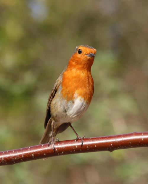 robin,garden bird,bird,garden,nature,wildlife,red