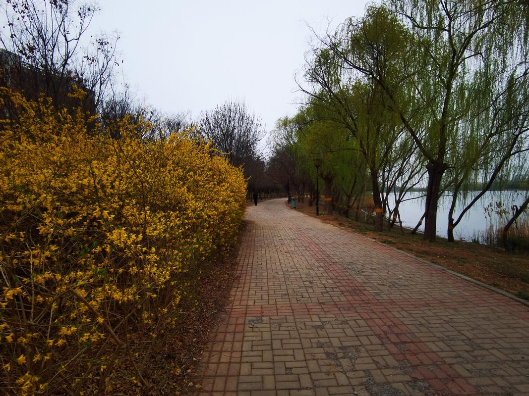 洙水河公园赏连翘  67春花一夜斗菲芳, 渐绿丛中点灿黄.
