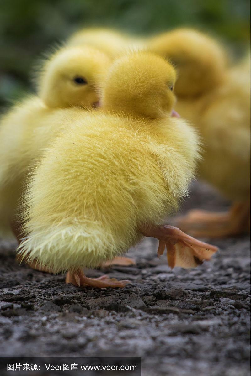 一群可爱的黄色毛茸茸的小鸭子在春天绿草如茵,动物家庭概念