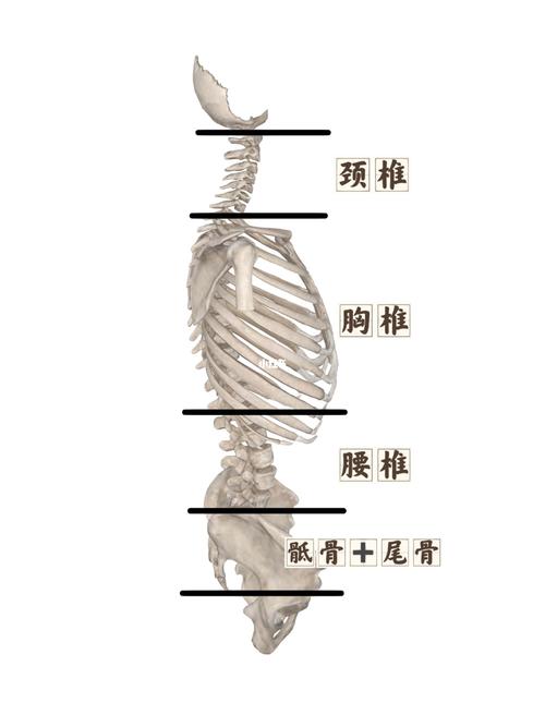 脊柱的组成脊柱包括颈椎,胸椎,腰椎,骶骨和尾骨五部分.