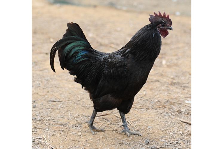 黑凤乌鸡含有25种氨基酸,它不仅肉质结实,炖而不烂,鲜美细滑,清香甘