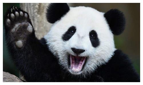 在此之前,大熊猫全部都是"赠送"给世界各国,根据资料显示,早在公元685