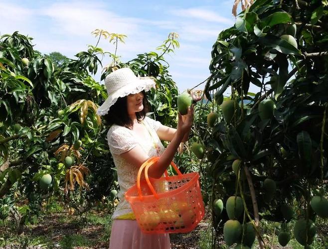 游客采摘芒果兴致高芒果园里的芒果鸡芒果园里芒果挂满枝头果园工作