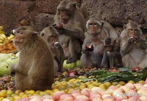 六只猴子的管理哲学转疯了