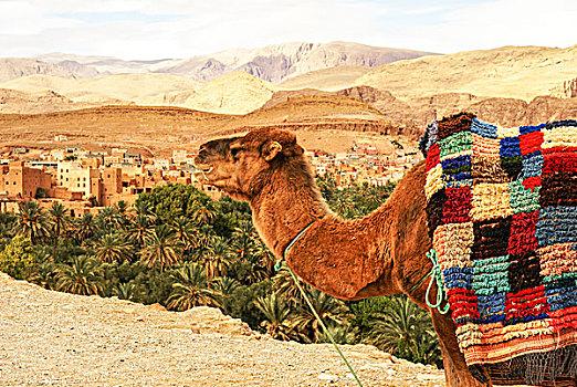 骆驼,泥,房子,背景,卡斯巴,峡谷,达德斯谷,摩洛哥