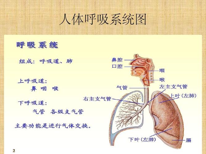 人体呼吸系统图ppt课件