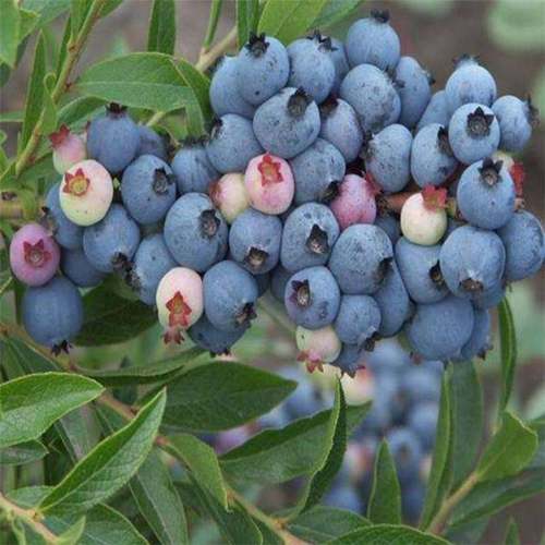 蓝莓苗多少钱 一年生蓝莓苗多少钱一棵 山东能不能种蓝莓苗_果树苗