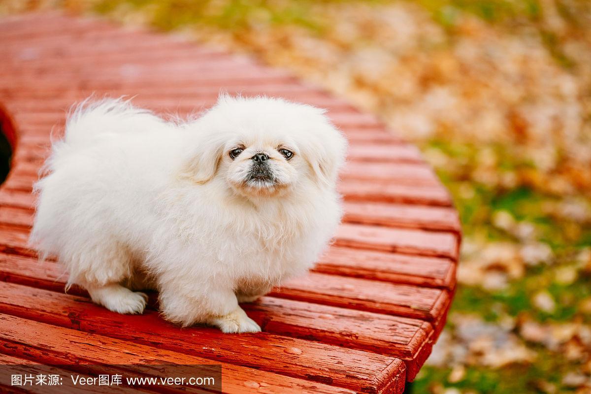 木制长凳上的白色哈巴狗幼犬