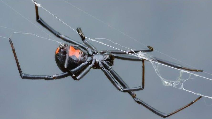 黑寡妇蜘蛛会散发诱人的气味吸引雄性蜘蛛然后把它吃掉