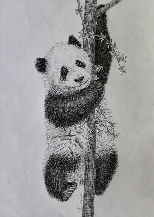 熊猫画(国宝大熊猫——景建军的钢笔画作品欣赏)
