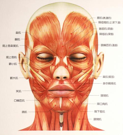 面部肌肉分布图