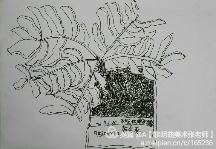 周二写生线描班作品《植物写生/散尾葵》 2016年11月29日