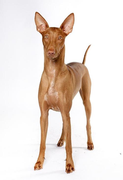 法老王猎犬是最古老的犬种之一,一般认为源自埃及.