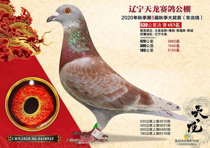 天龙公棚决赛683名 -- 中国信鸽协会官方网站