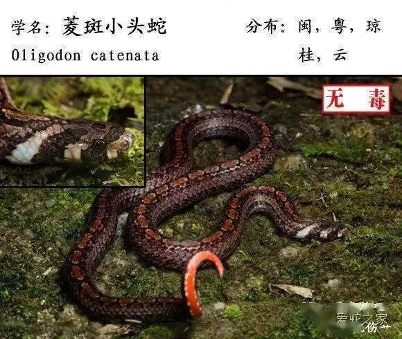 中国蛇类图鉴蛇咬伤识蛇宝典