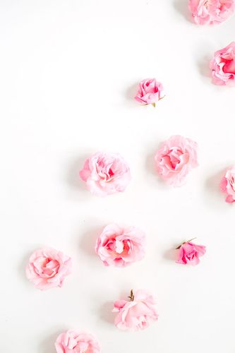 白底粉红玫瑰图片-白底粉红玫瑰素材-高清图片-摄影照片-寻图免费打包