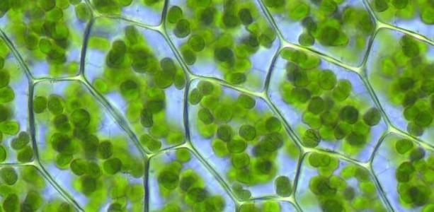 植物细胞