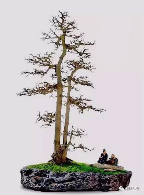 李飙盆景作品一本双杆式盆景是将一本双杆或两株同种树木,栽于一盆