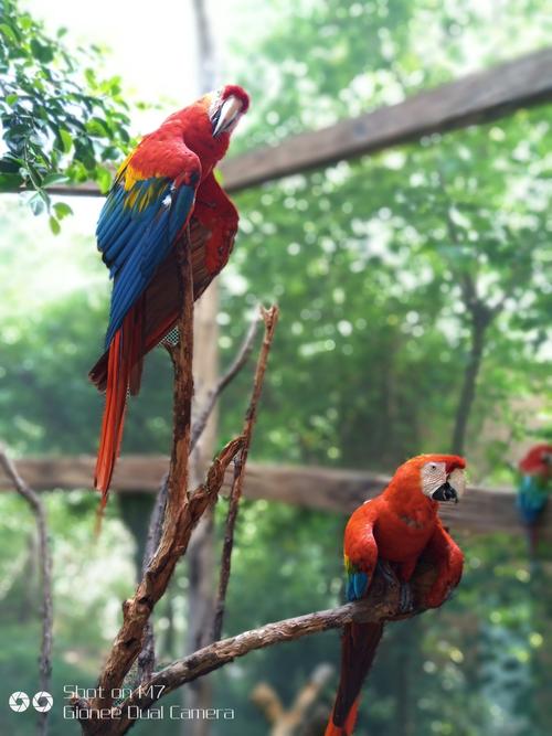 五彩金刚鹦鹉      产于美洲热带地区,是色彩最漂亮,体型最大的鹦鹉之