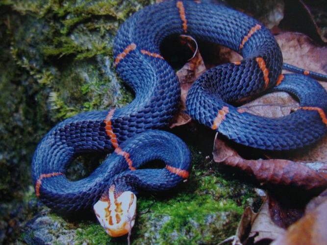 p>白头蝰(学名: i>azemiops feae /i>)是中国27种毒蛇之一,又名白头蛇