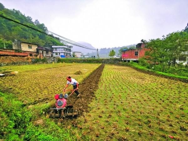 高坡乡硐口村村民在翻耕土地.