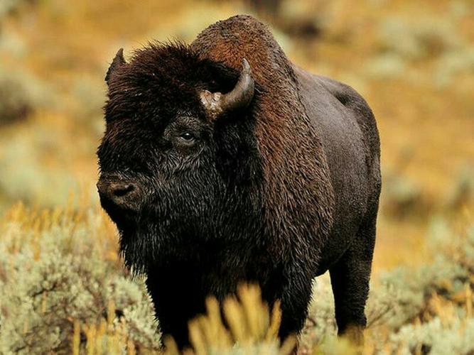 黄石公园野牛群是美国最大的公共的美洲野牛群