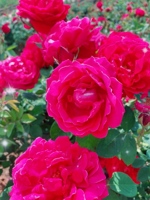早安7715,补发一组昨天采摘玫瑰花,云南滇红玫瑰,可以食用玫瑰花