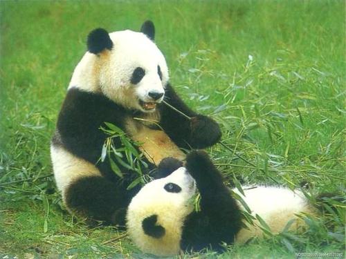 二年级作文——可爱的大熊猫