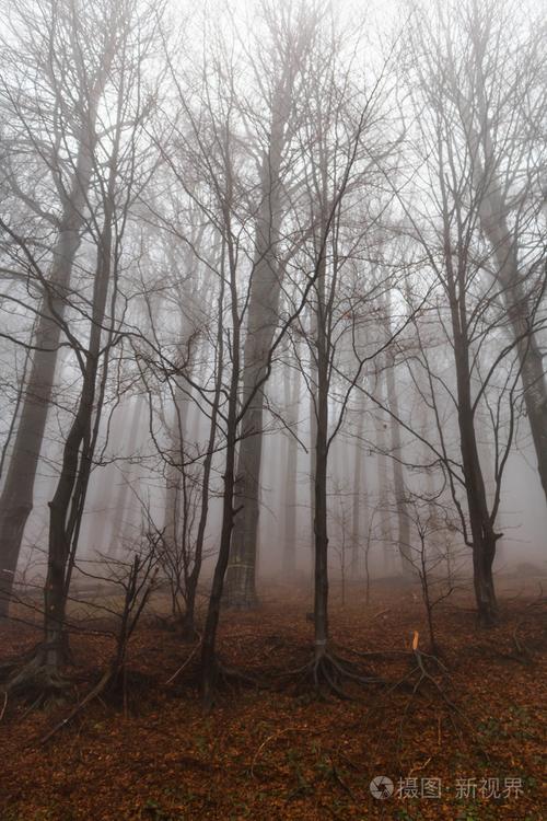 神秘的迷雾森林景观