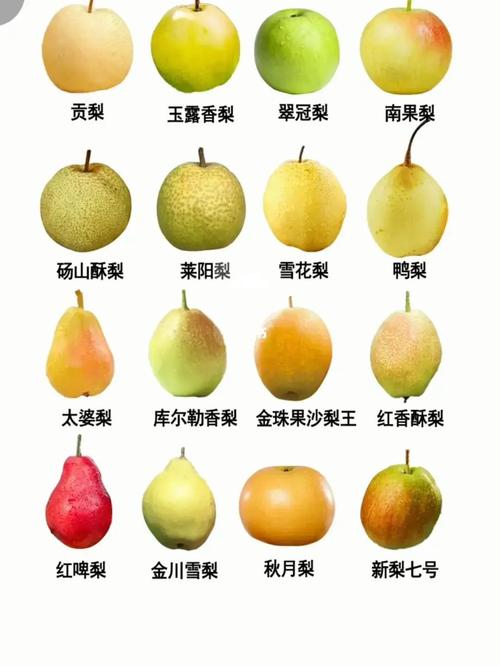这么多品种的梨你吃过几种