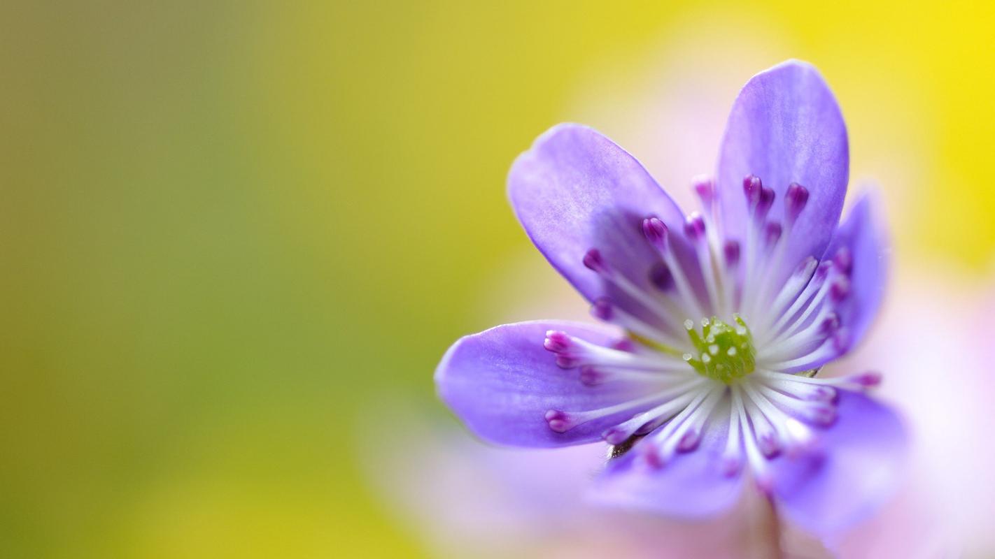 这款花朵桌面壁纸之精选美丽的花卉中,有美丽高贵的典雅的紫色,浪漫