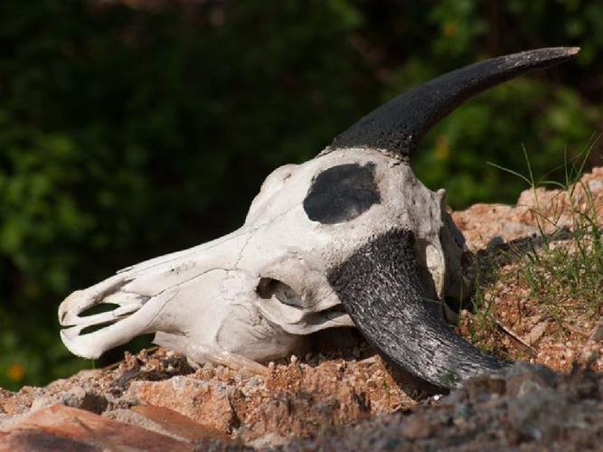 徘徊直面动物骨头动物骨架动物骨头图片动物的骨头为啥动物骨头不可怕